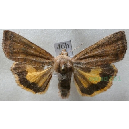 Noctua interjecta Hübner, 1803 Rolnica Czech46h